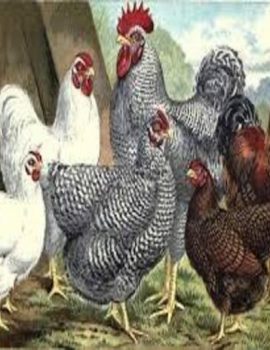 Barred Wyandotte