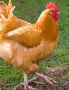 Buff orpington