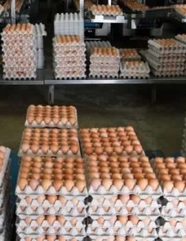Farm-Fresh-Brown-and-White-Table-chicken